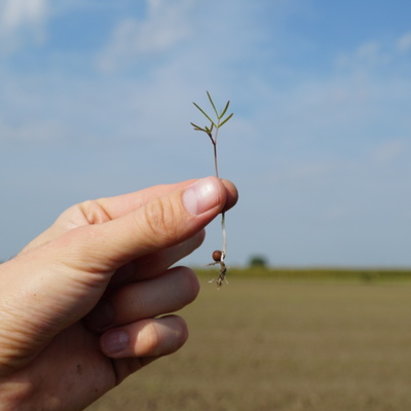 BG13 7 dni po siewie 3.jpg